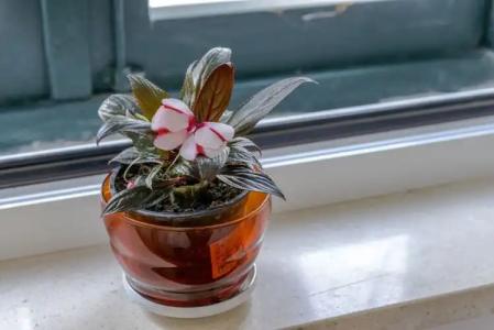 Studio Apartments Stradun - 142