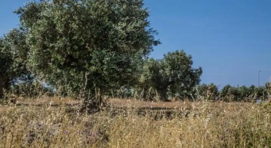 Il Balcone Fiorito B&B - 4
