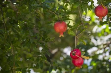 Paradise Resort - 93