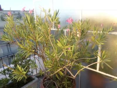 Nafsika Athens Centre - 61