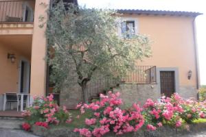 Il Poggio Degli Olivi, Bettona