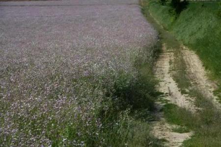 Palazzo Brunamonti - 13