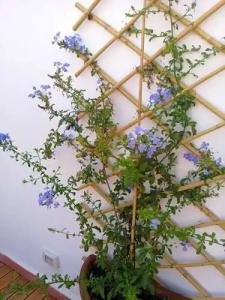 L'Approdo delle Sirene - 28