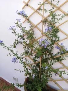 L'Approdo delle Sirene - 41