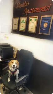 HOME APART-Vivulskis - 77