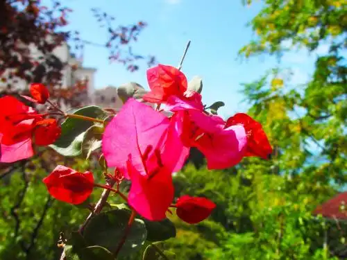 Zelen Residence - 15