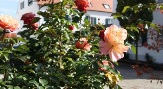 Gasthaus Wangerhof - 10