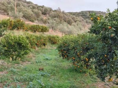 Perivoli Country & Retreat - 99