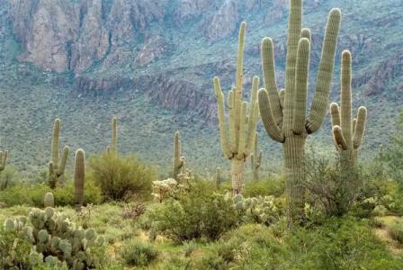 Sheraton Crescent - 32