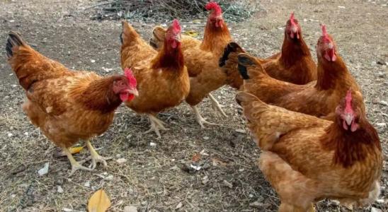 B&B Sotto Le Stelle - 20