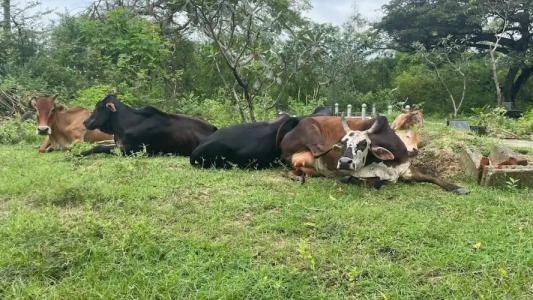 All View Resort - 57