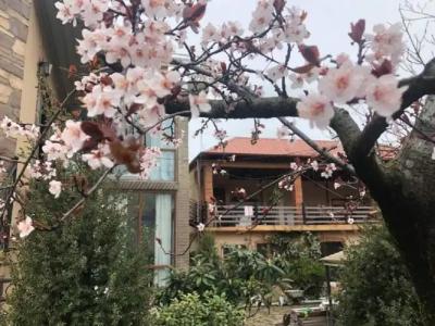 Batumi Wonderland Guest House - 20