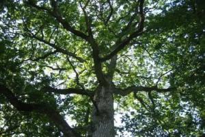 Kõljala puhkeküla, Kaali