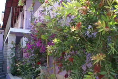 ApartViola - 43