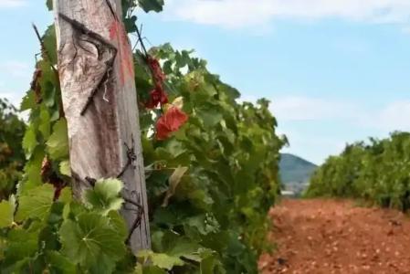 Rascioni & Cecconello - 8