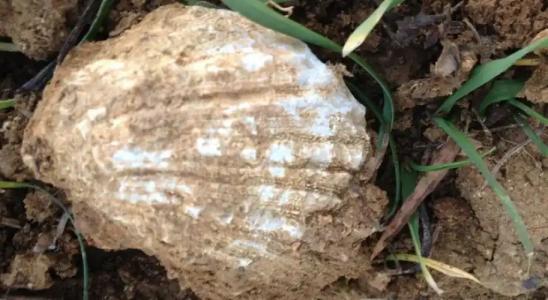 Rascioni & Cecconello - 5