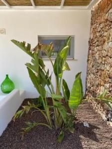 I Trulli di Alice - 30