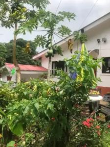 Papaya Guesthouse - 58