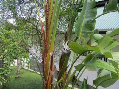 Chalets Bougainville - 126