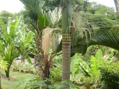 Chalets Bougainville - 35