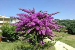 Le Acacie Rooms - ex B&B, Termoli