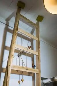 La Quercia e l'Asino - 14