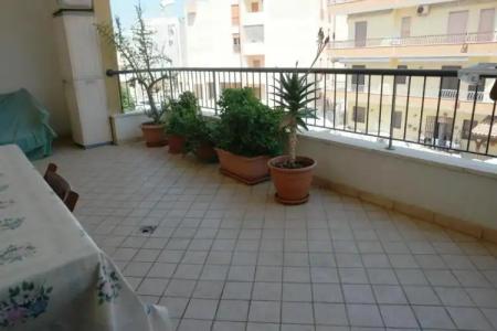 Rosa Virginia 15 - 92