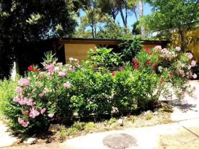 Campsite Sunny Home Soline - 23