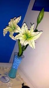 B&B La Cornucopia - 13