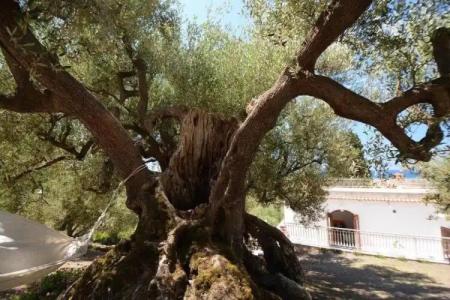 Il Paradiso di Hyele - 55