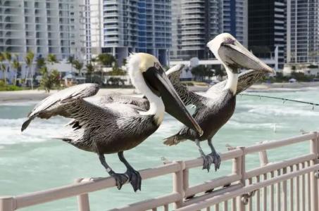 Intracostal Sunny Isles - 15