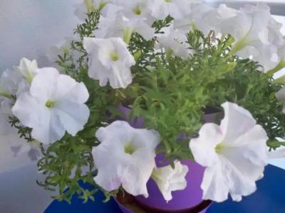 Heliotropio Studios & Apartments - 248