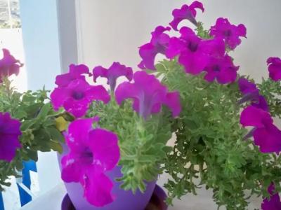 Heliotropio Studios & Apartments - 261