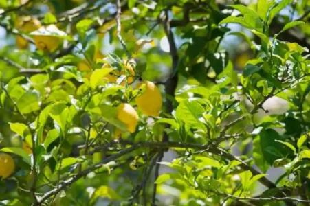 Byzantio Apartments - 11