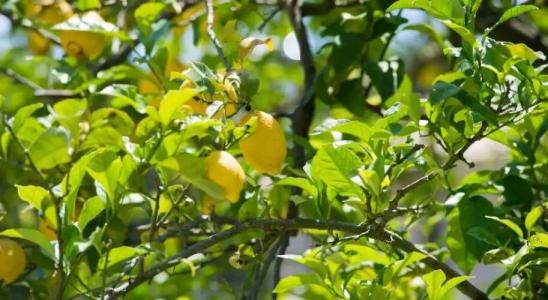 Byzantio Apartments - 10