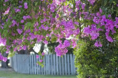 Coconut Palm Inn - 24