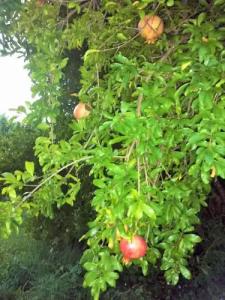 Marilena Apartments & Studios - 9