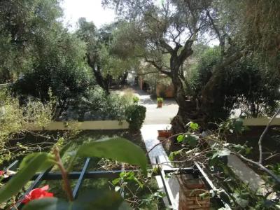 Barbati Beach Apartments - 105