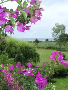 Skiathos Holidays Suites & Villas - 25