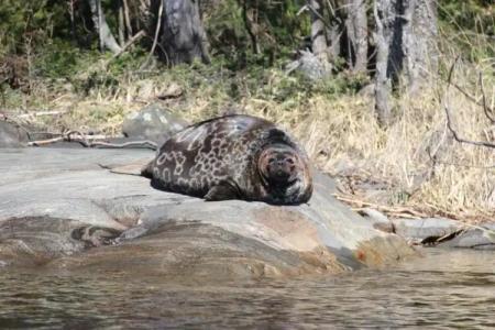 Tallusniemi Villas - 44