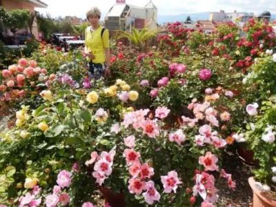 Семеен Хотел РОЗА - 8