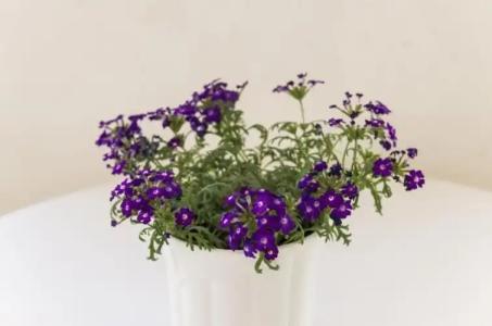 Cina Apartments - 141