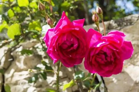 Cina Apartments - 102