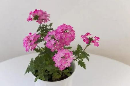 Cina Apartments - 142