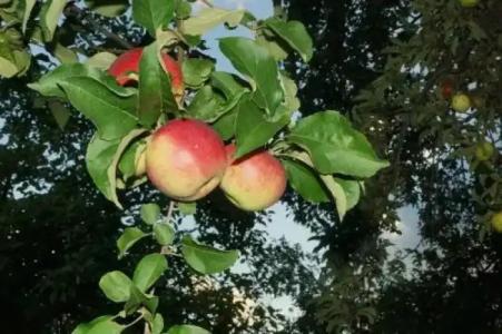 Eco Sadyba Familia - 22