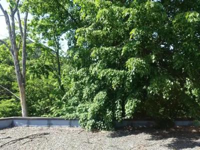 Nukabirakan Kanko - 12