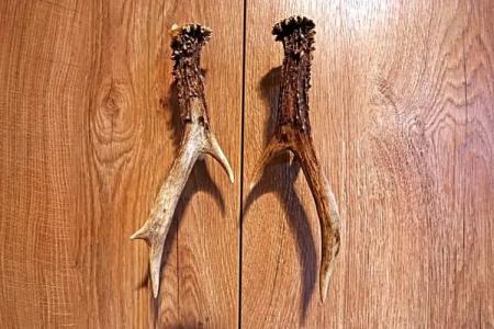 lustiger Hirsch - 58