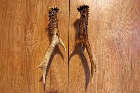 lustiger Hirsch - 64