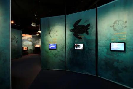 Ras Al Jinz Turtle Reserve - 17