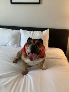 Downtown Grand & Casino - 38